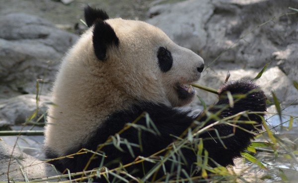 Panda eating bamboo